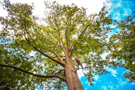 Best Tree Health Inspection  in Tavares, FL