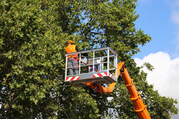 Why Choose Our Tree Removal Services in Tavares, FL?